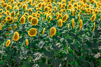 Hollister Sunflower Field